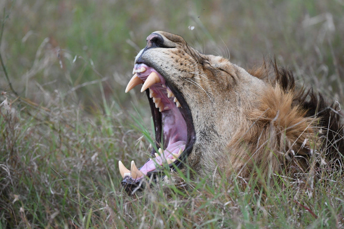 Lion, Serengeti National Park, Kenya