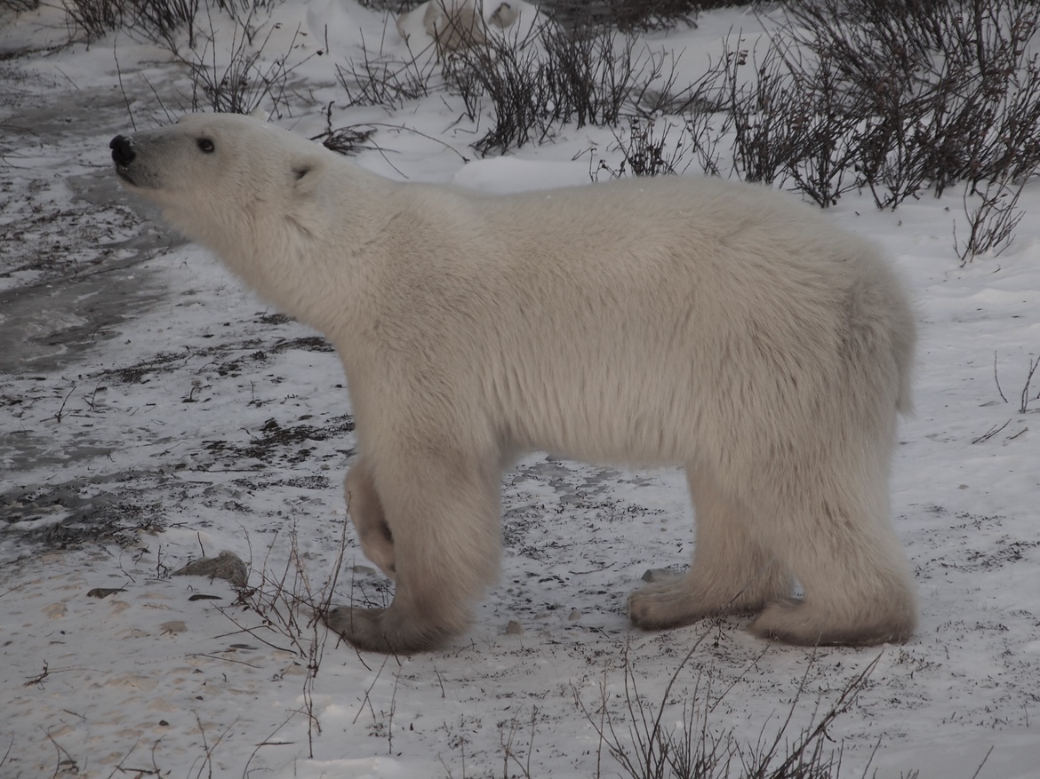 POLAR BEAR, Tundra Outside Churchill Canada, Canada
