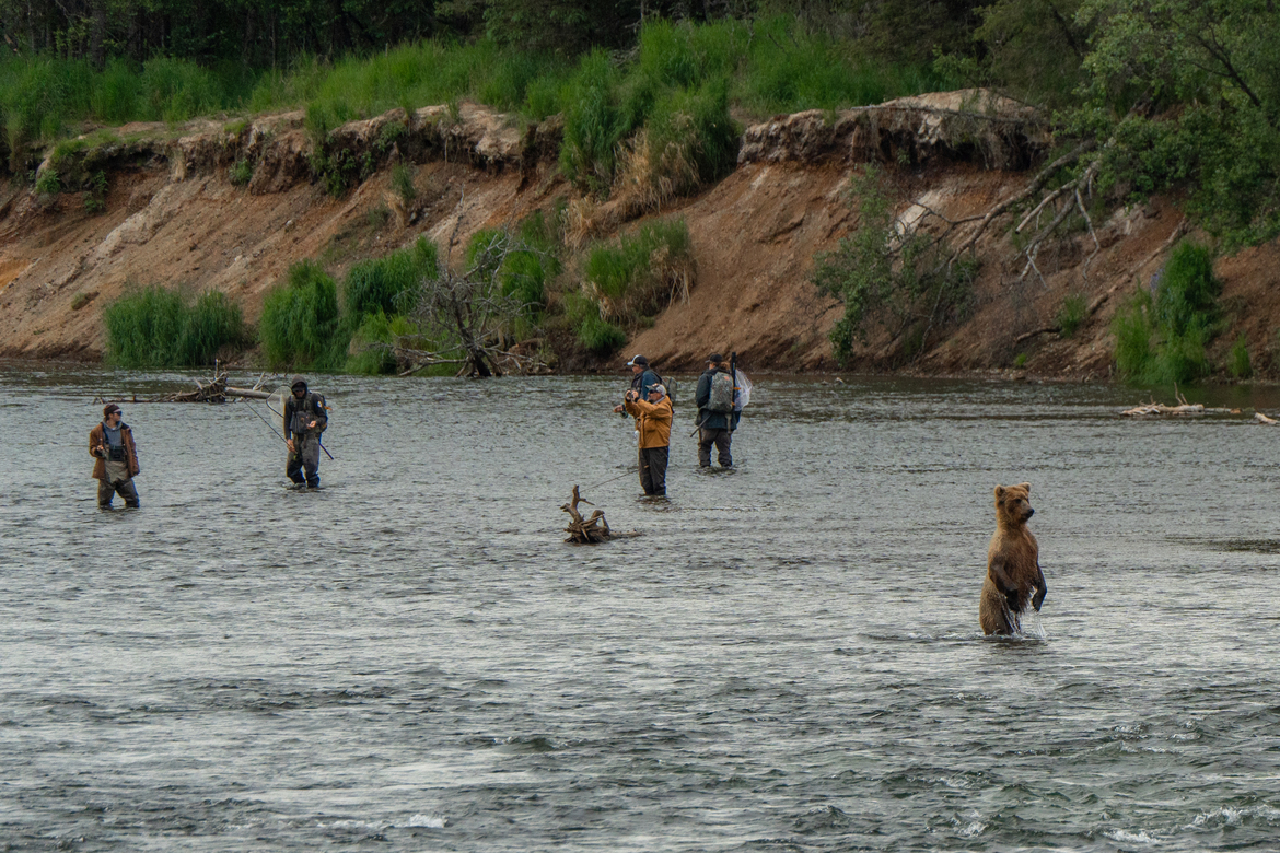 Brown bear with humans, Brooks Falls, Katmai Nat Park, United States Of America