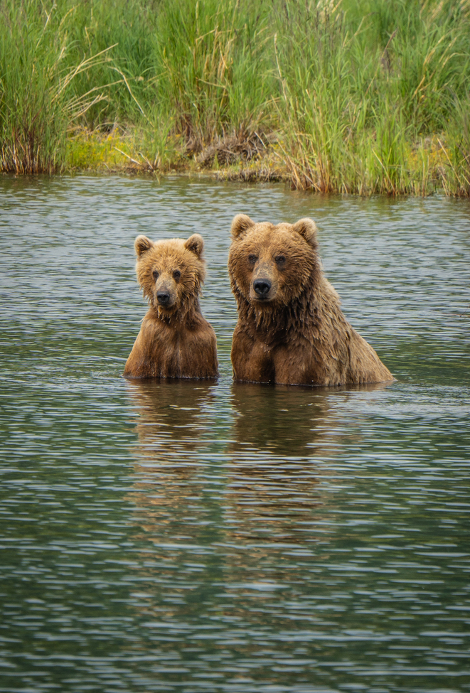 Brown bears, Katmai National Park, United States Of America