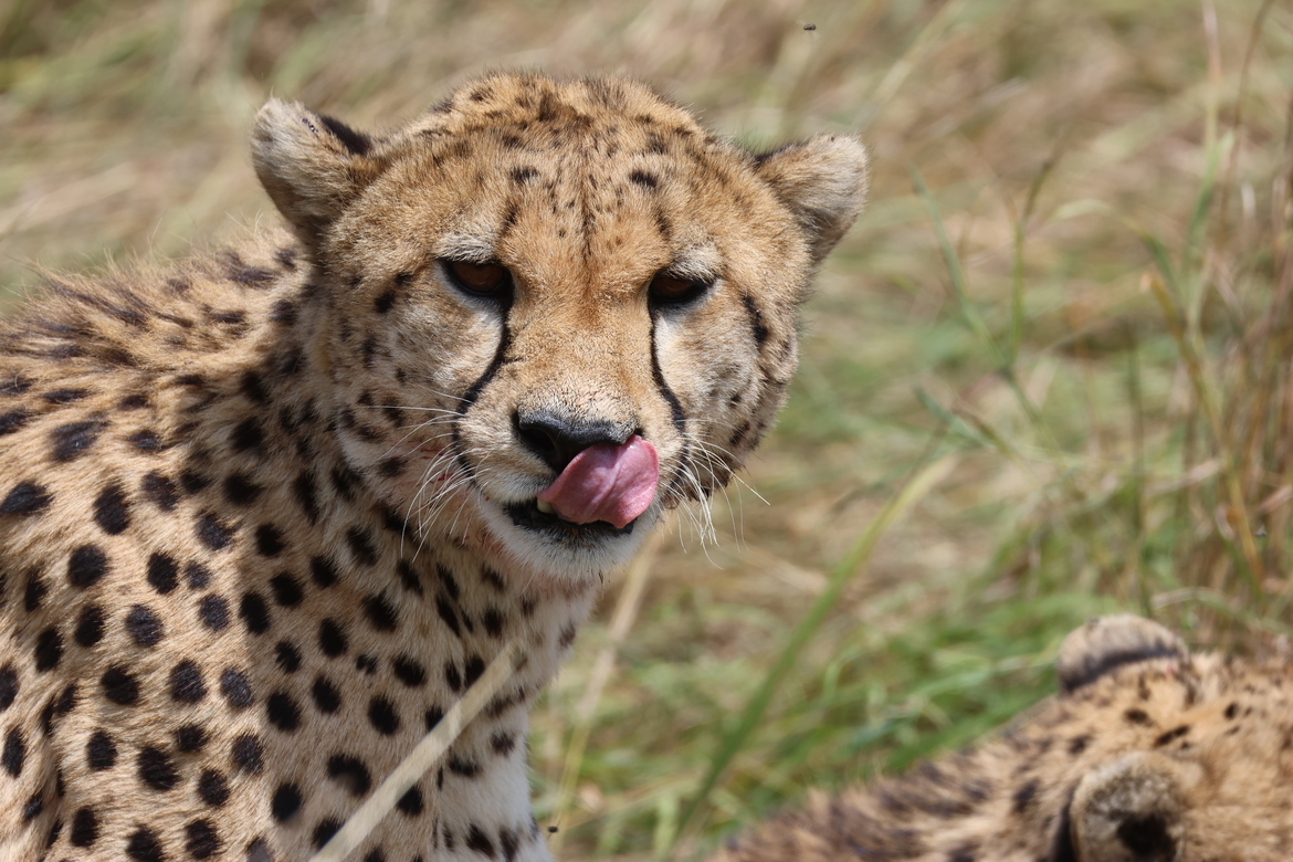 Cheetah, Northern Serengeti, Tanzania, United Republic Of