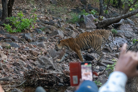 Bengal Tiger, Ranthambore National Park, India