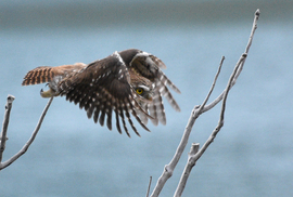 Pygmy owl, Torres Del Paine National Park, Chile