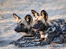 African Wild Dog, Gomoti Reserve, Botswana, Botswana