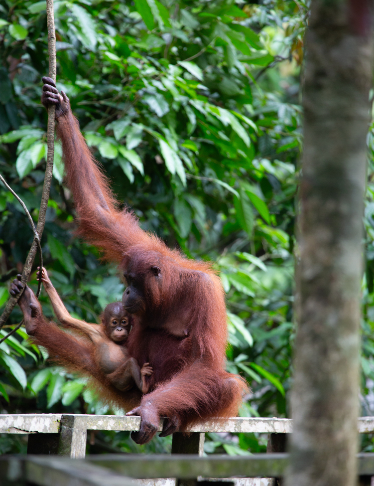 Orangutan, Kuching, Sarawak, Malaysia