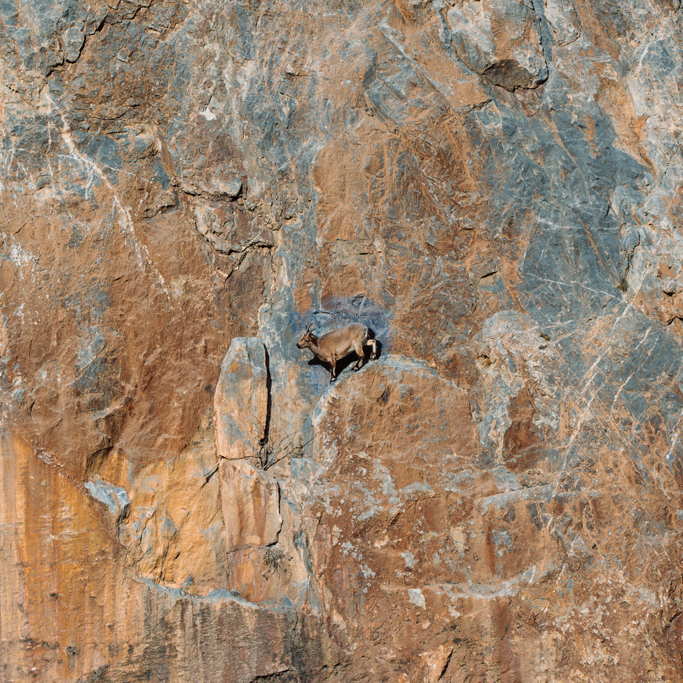 Mountain goat, Ladakh, India