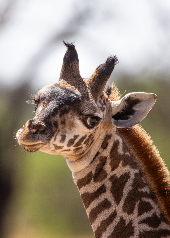 Giraffe , Serengeti , Tanzania, United Republic Of