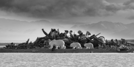 Polar Bear, Kaktovik, Alaska, Usa, United States Of America
