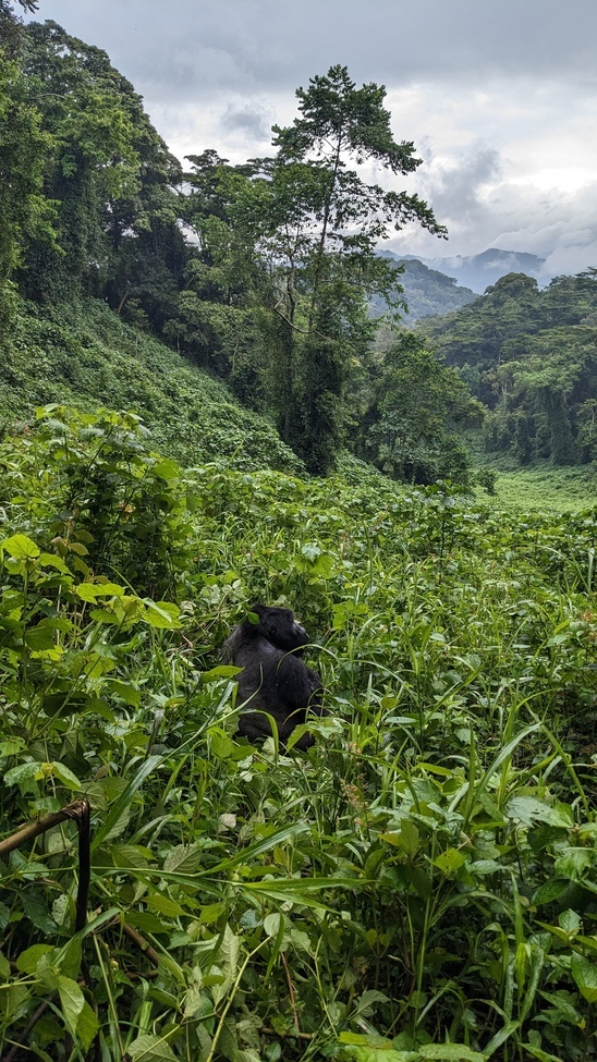 Mountain Gorilla, Biwindi Impenetrable National Park, Uganda