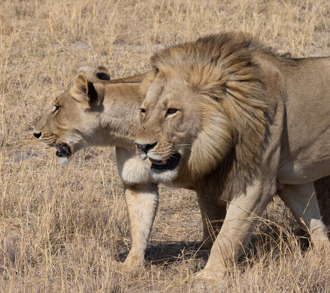 Lion, Savuti, Botswana