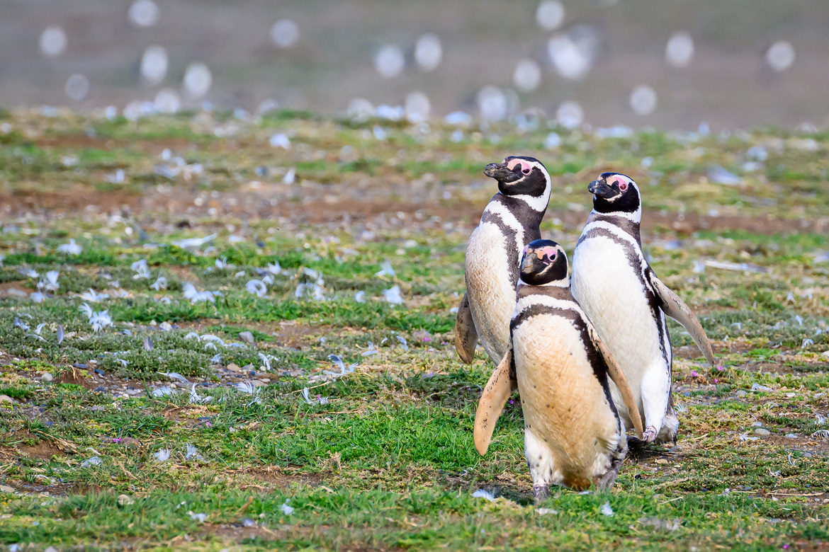 , Los Pingüinos Natural Monument, Chile
