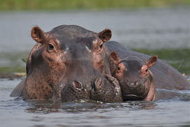 Hippopotamus, Nile River, Murchison Falls National Park, Uganda