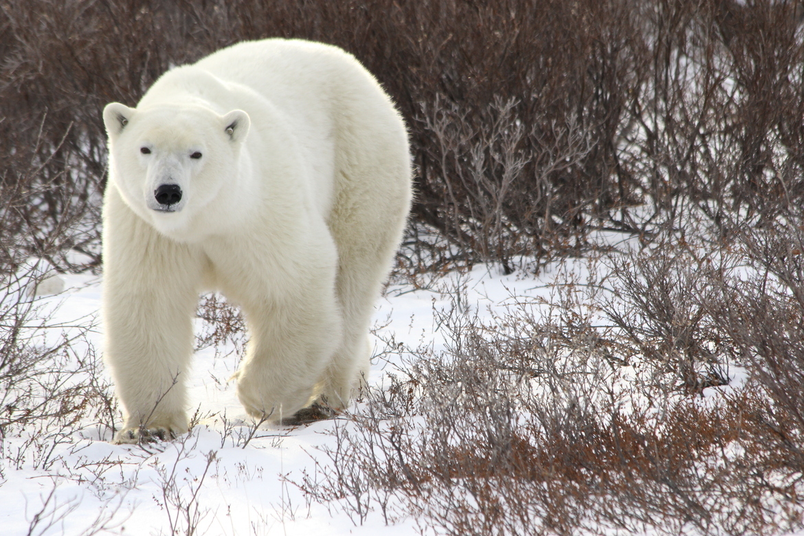 Polar Bear, Churchill, Canada