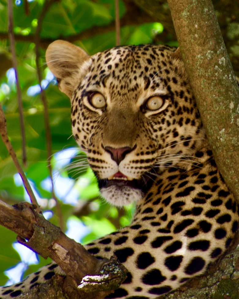 Leopard, Serengeti, Tanzania, United Republic Of