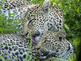 Leopard, Mala Mala, South Africa