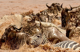 Wildebeests and zebras, Serengeti, Tanzania, United Republic Of
