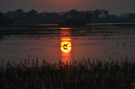 Antelope, Okavango Delta, Botswana