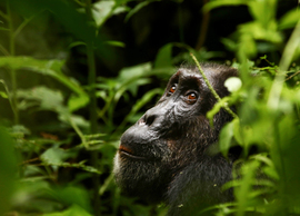 Chimpanzee, Kibale National Park, Uganda