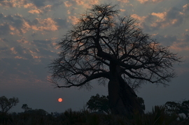 , Okavango Delta, Botswana