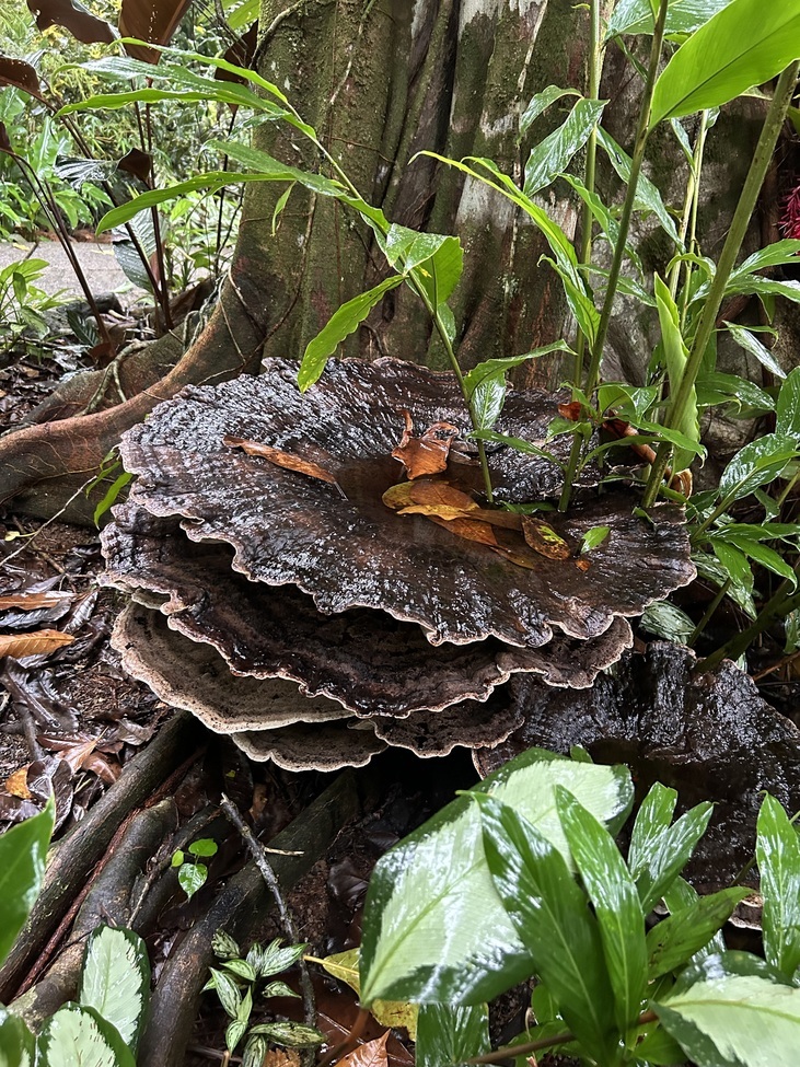 Laetiporus persicinus, Corcovado Wilderness Lodge, Costa Rica