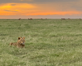 , Ol Pejeta Conservancy, Kenya