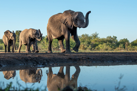 Elephant, Mashatu, Botswana