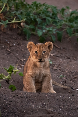 Lion Cub, Mala Mala, South Africa
