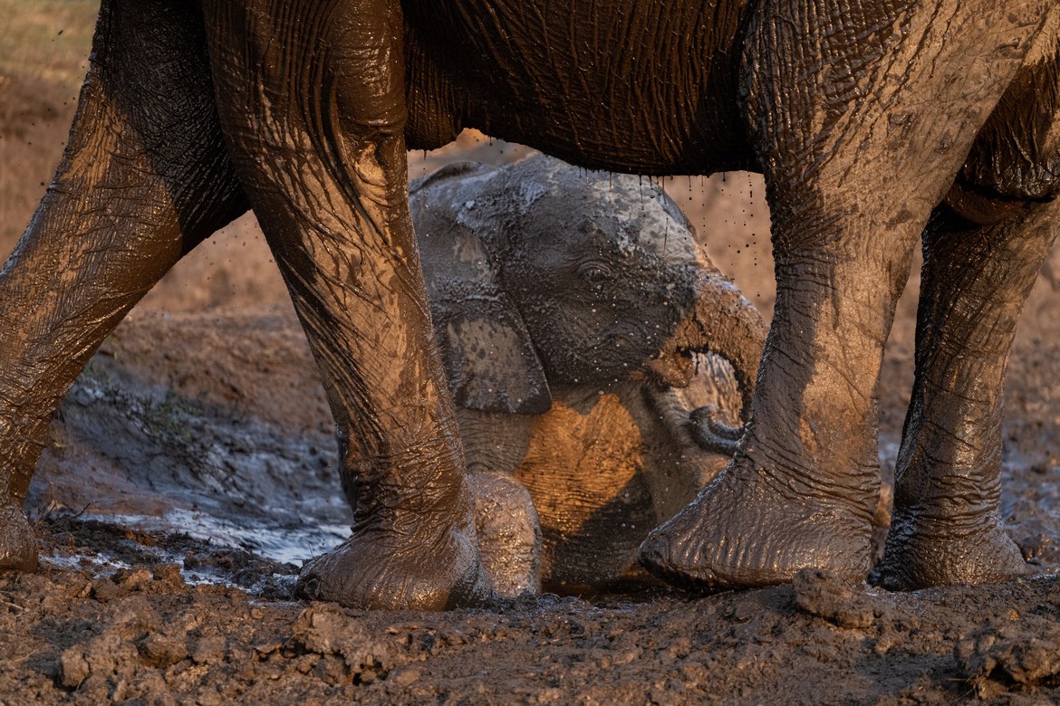 Elephant, Linkwasha Camp, Zimbabwe