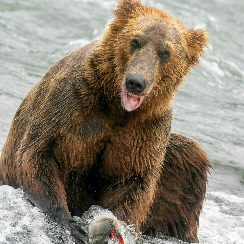 , Brooks Falls, Katmai National Park, Alaska, United States Of America