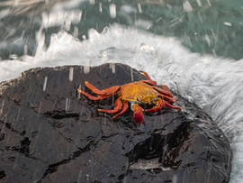 Sally Lightfoot Crab, Galapagos Islands , Ecuador