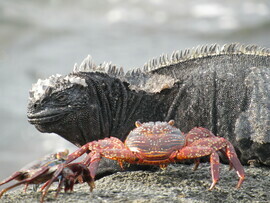 Land Iguana & Sally Lightfoot Crab, Galapagos Islands (Fernandina Island), Ecuador