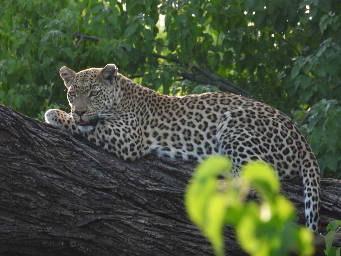 , Okavango Delta, Botswana