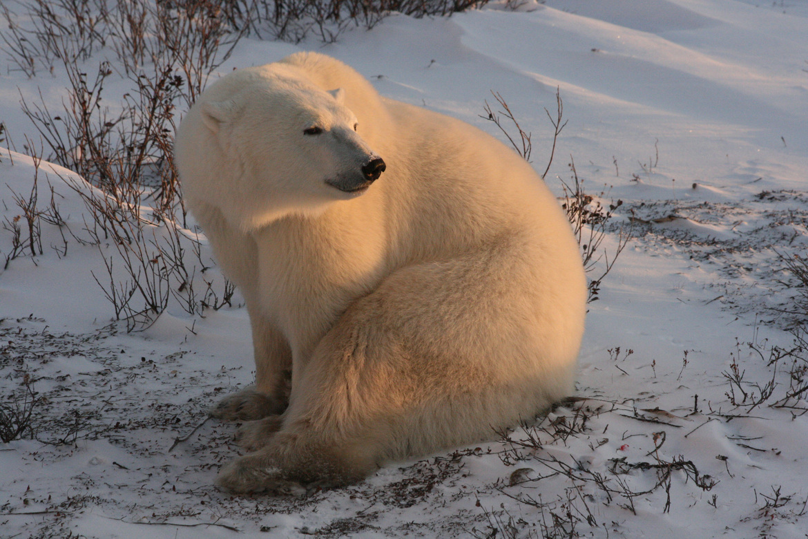 Polar Bear, Churchill, Manitoba Area, Canada