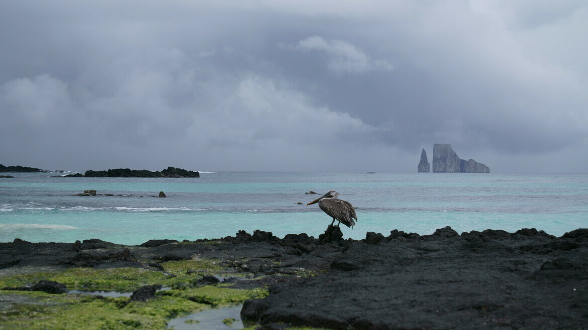 Galapagos Brown Pelican, Galapagos, Ecuador